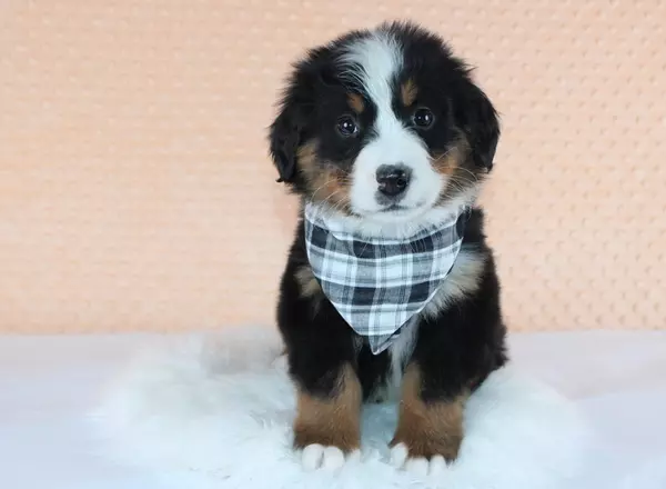 Bernese Mountain Dog - Ansel