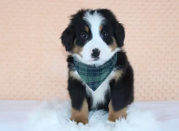 Bernese Mountain Dog - Tobi