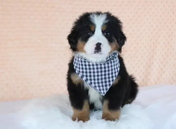 Bernese Mountain Dog - Wayln