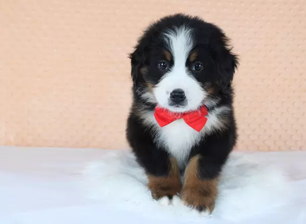 Bernese Mountain Dog - Kovan