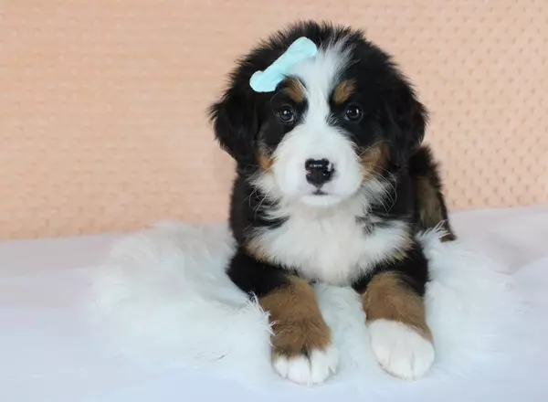 Bernese Mountain Dog - Faith