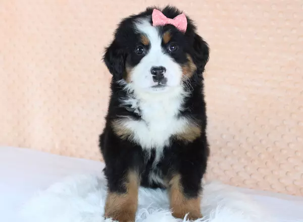 Bernese Mountain Dog - Korena