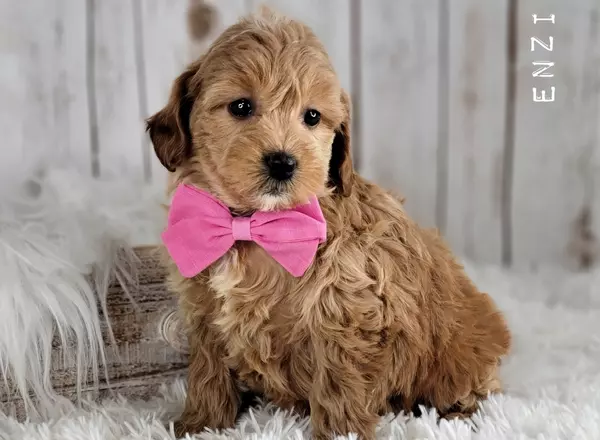 Mini Goldendoodle - ENZI