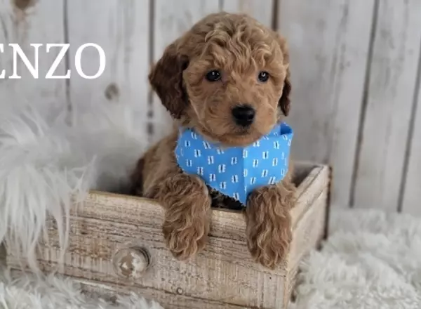 Mini Goldendoodle - ENZO