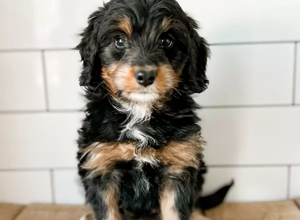 Mini Bernedoodle - Phoebe