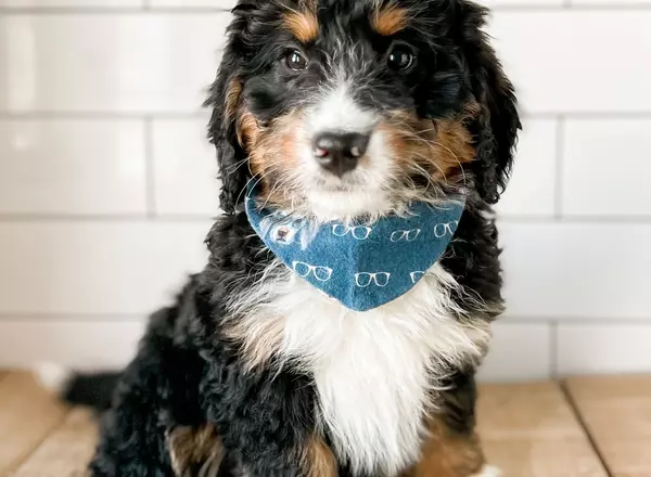 Mini Bernedoodle - Firework