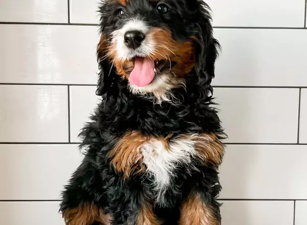Mini Bernedoodle - Corvette