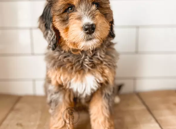 Mini Bernedoodle - Camry