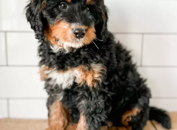 Mini Bernedoodle - Bentley