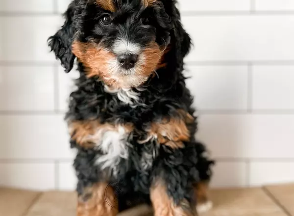 Mini Bernedoodle - Tesla