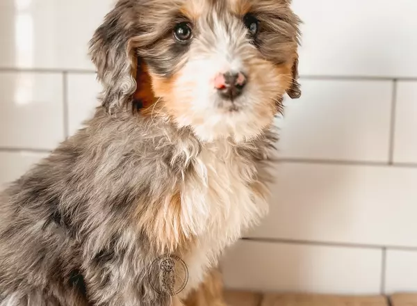 Mini Bernedoodle - Champagne