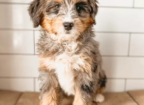 Mini Bernedoodle - Lang