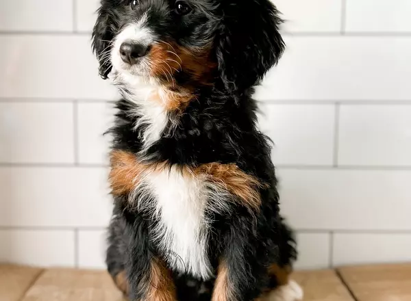 Mini Bernedoodle - Syne