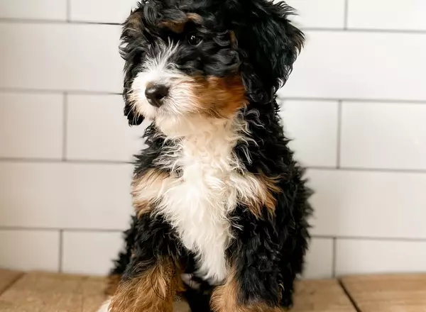 Mini Bernedoodle - Resolution
