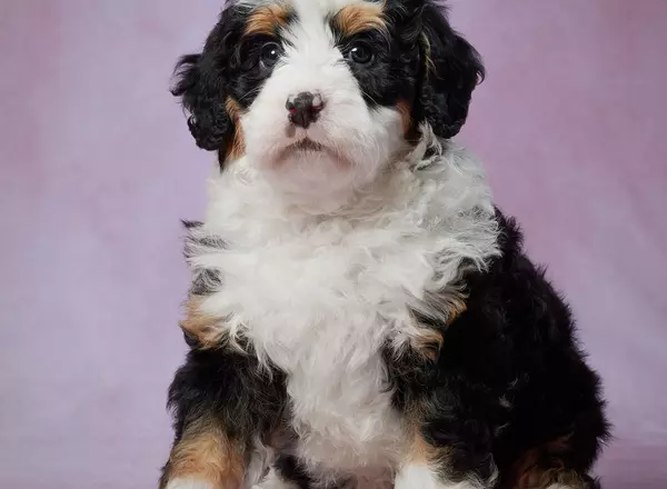 Mini Bernedoodle - Thunder