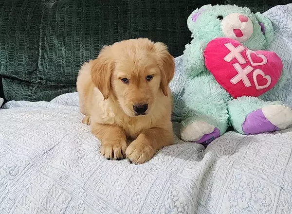 Golden Retriever - Wendell