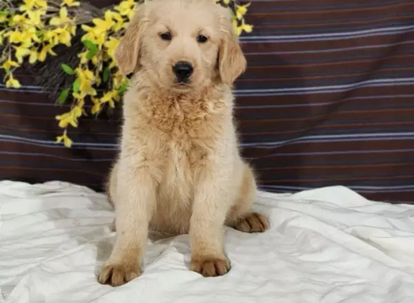 Mini Goldendoodle - Danni