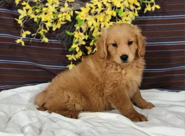 Mini Goldendoodle - Sage