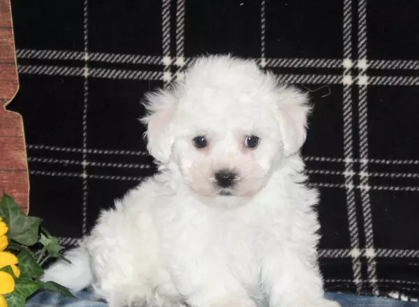 Bichon Frise - Nacho-AKC