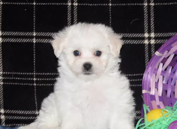 Bichon Frise - Nemo-AKC