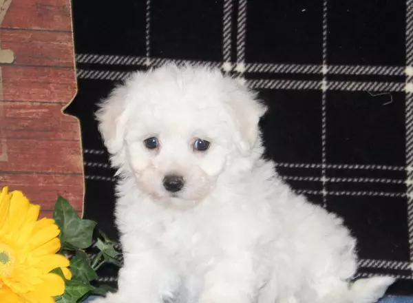 Bichon Frise - Natalie-AKC