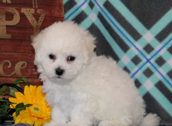 Bichon Frise - Maggie-AKC