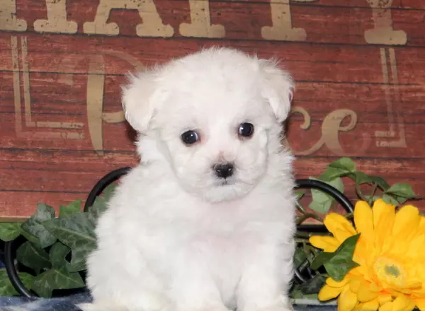 Bichon Frise - Macie-AKC