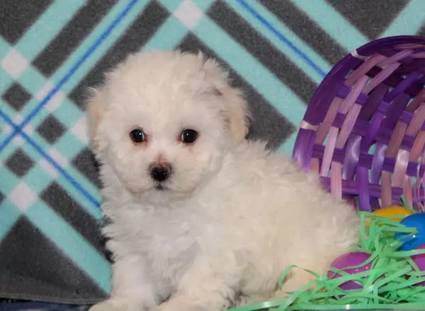 Bichon Frise - Misty-AKC