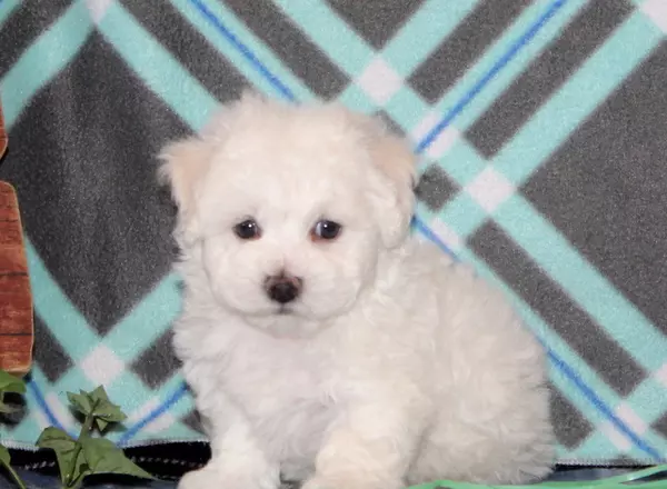 Bichon Frise - Marbles-AKC