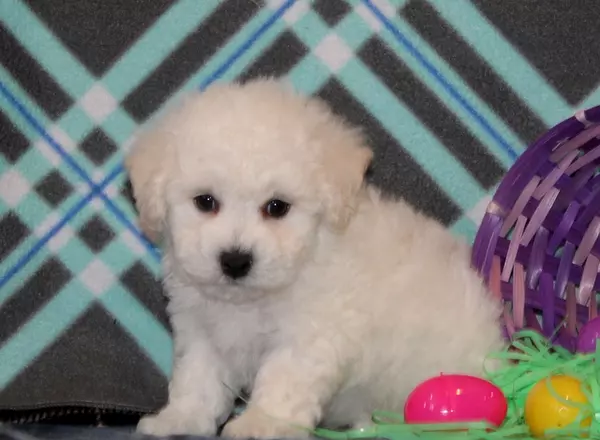 Bichon Frise - Munchkin-AKC