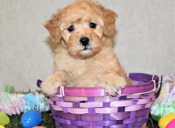 Mini Goldendoodle - Jetta-MicroMini