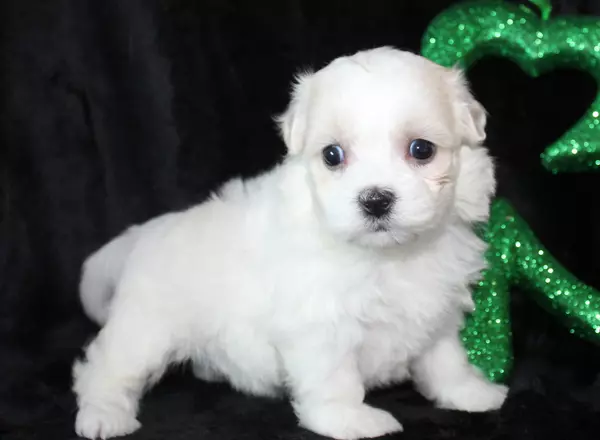 Shichon Teddy Bear - Gracie