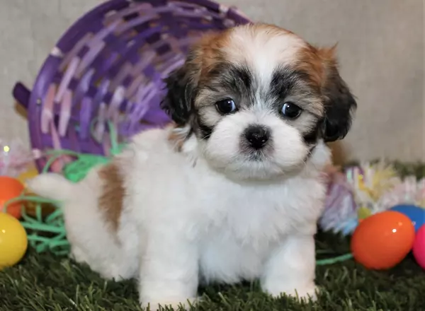 Shichon Teddy Bear - Hickory