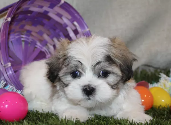 Shichon Teddy Bear - Hudson