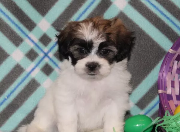 Shichon Teddy Bear - Leprechaun