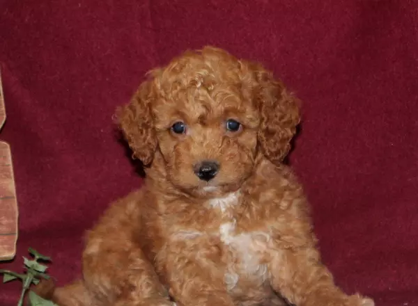 Mini Goldendoodle - Kirby-TINY