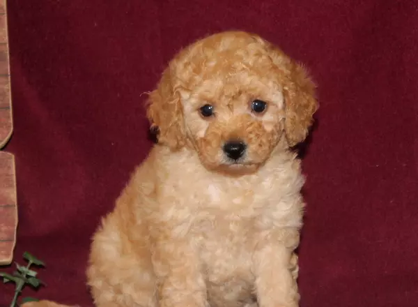 Mini Goldendoodle - Kenya-TINY