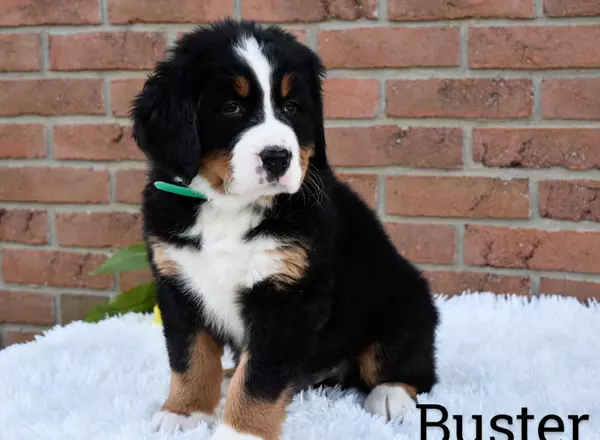 Bernese Mountain Dog - Buster