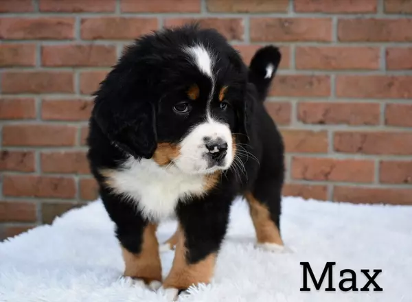 Bernese Mountain Dog - Max