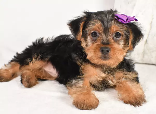 Yorkshire Terrier - March