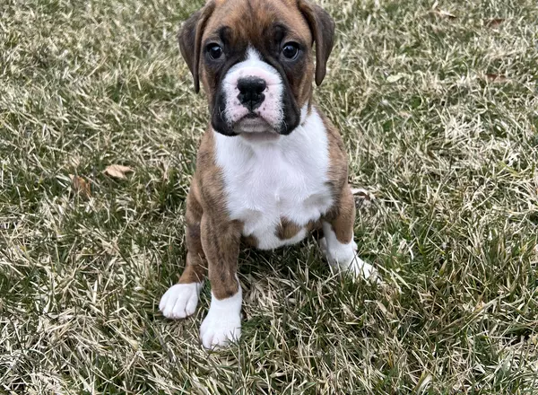 Boxer - Leo