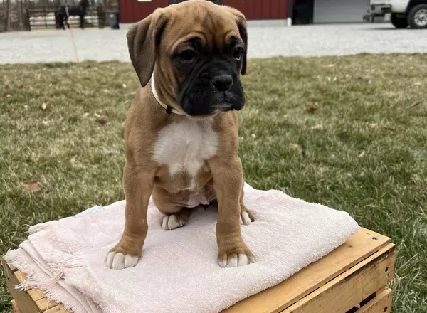 Boxer - Lucy
