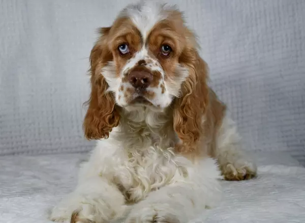 Cocker Spaniel - Merlin