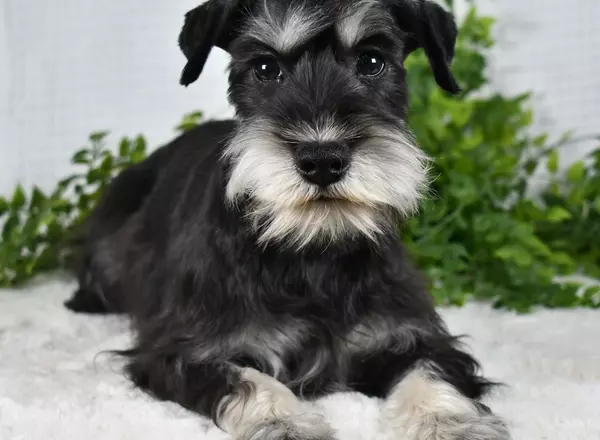 Miniature Schnauzer - Sweety