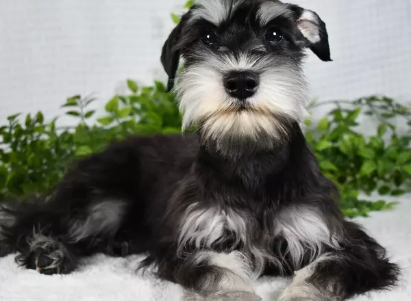 Miniature Schnauzer - Sunflower