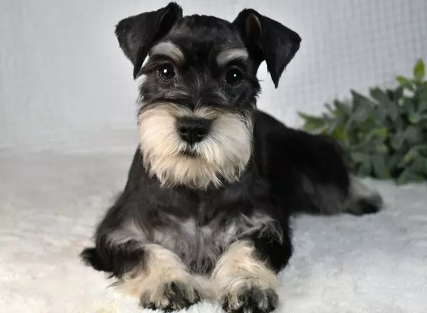 Miniature Schnauzer - Alaska