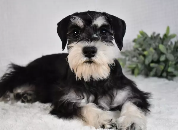 Miniature Schnauzer - Alexx