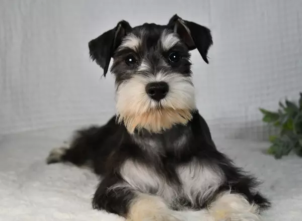 Miniature Schnauzer - Arial