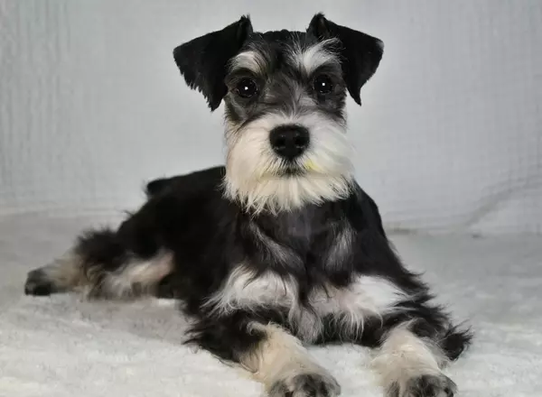 Miniature Schnauzer - Arianna