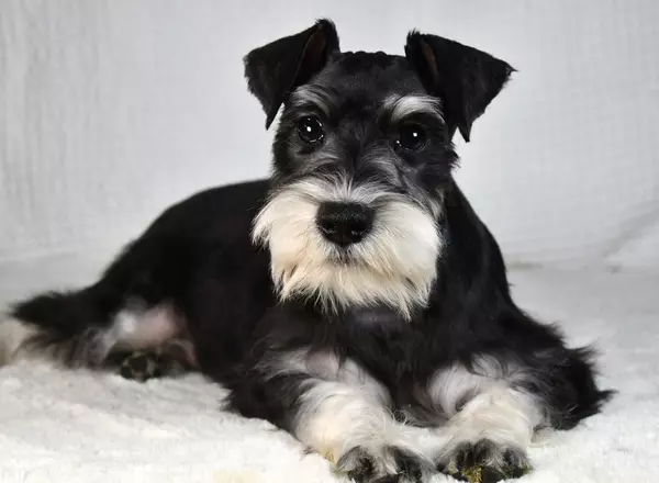 Miniature Schnauzer - Abba